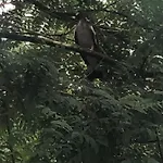 Rabi Park