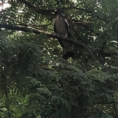 Rabi Park